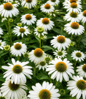 Echinacea purpurea 'PowWow White'